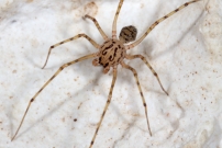 La Scytie ou l'Araigne cracheuse. Un mle (Araneae - Scytodidae - Scytodes thoracica)